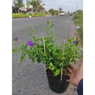 Cây chuỗi Ngọc tím