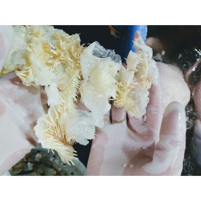 5KG Sáp Làm Lông Vịt