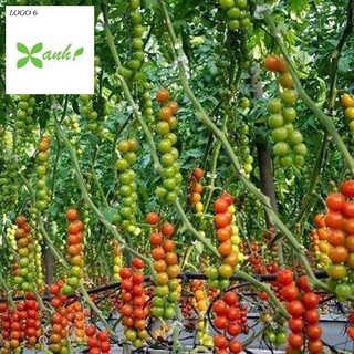 50 Hạt giống Cà chua Chuỗi Ngọc (Dễ trồng, Siêu quả)
