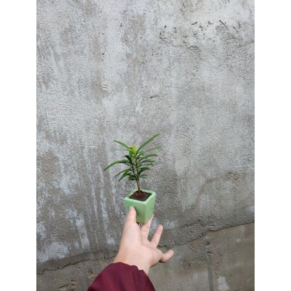 2 chậu mini khách chọn