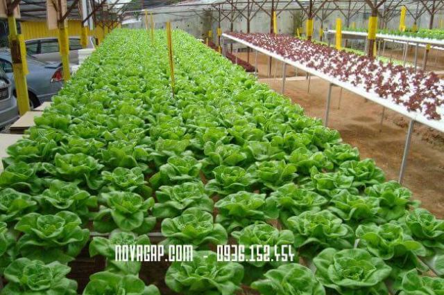 Dinh dưỡng thủy canh NOVA ISA