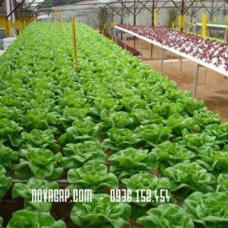 Dinh dưỡng thủy canh NOVA ISA