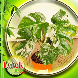 Cây Trầu Bà Đột Biến Monstera Variegata