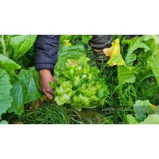 Hạt giống cải mầm đá