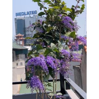 Cây giống Hoa Mai Xanh Thái