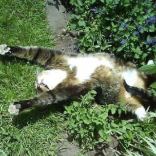 Cây Bạc Hà Mèo - Catnip