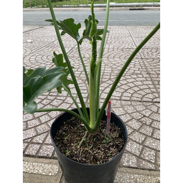 Trầu bà thanh xuân