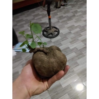 củ bình vôi💥💥 tài lộc may mắn🌺🌺🌺