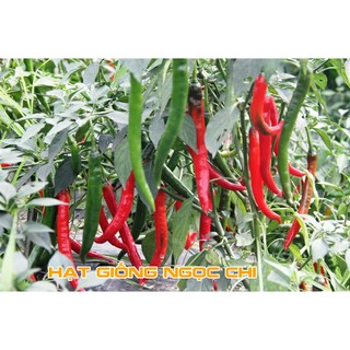 Hạt Giống Ớt Hàn Quốc - 30 Hạt
