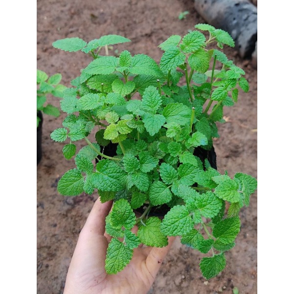 Cây bạc hà chanh sả chậu nhiều nhánh