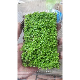 cây thủy sinh trân châu ngọc trai