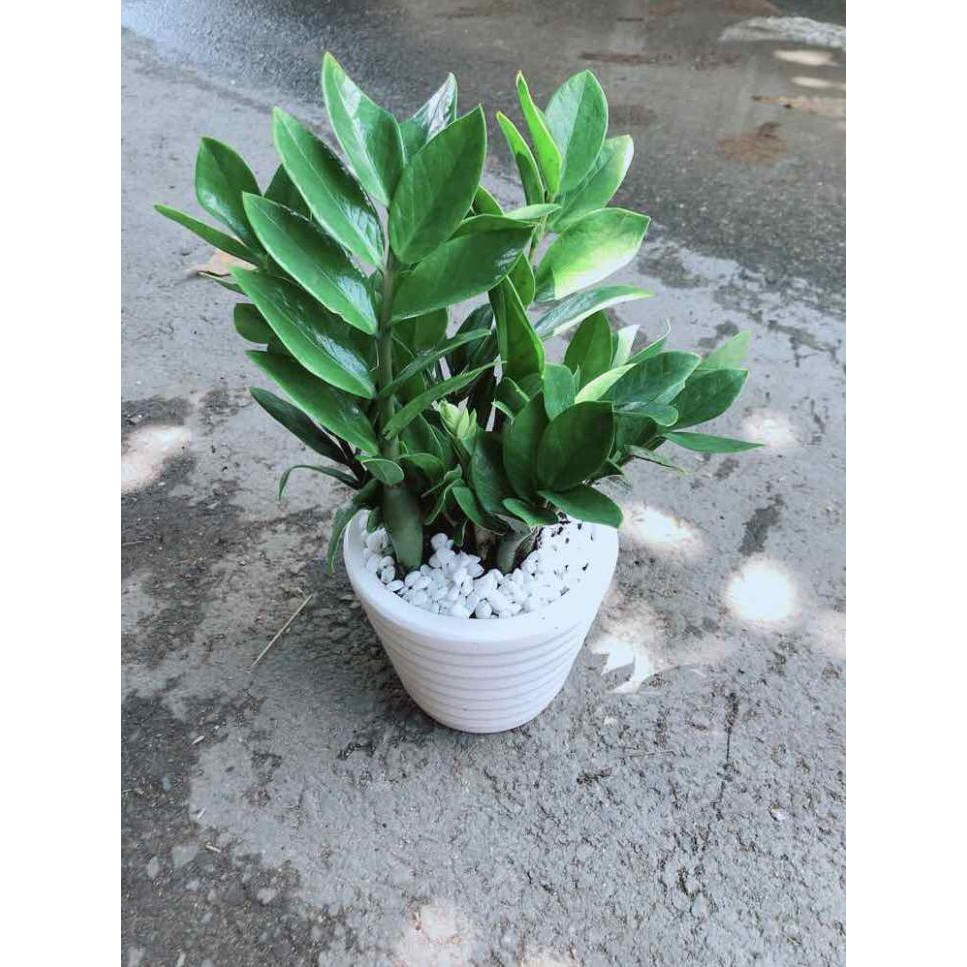 Chậu Kim Tiền Bán Chạy