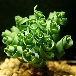 Hạt giống cỏ xoắn ốc