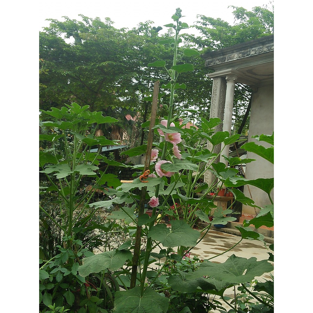 Hạt Giống hoa Mãn Đình Hồng Mix Màu 100 hạt