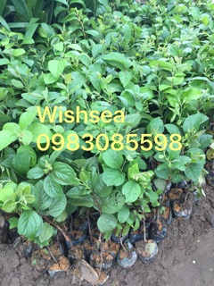 Cây hồng giòn