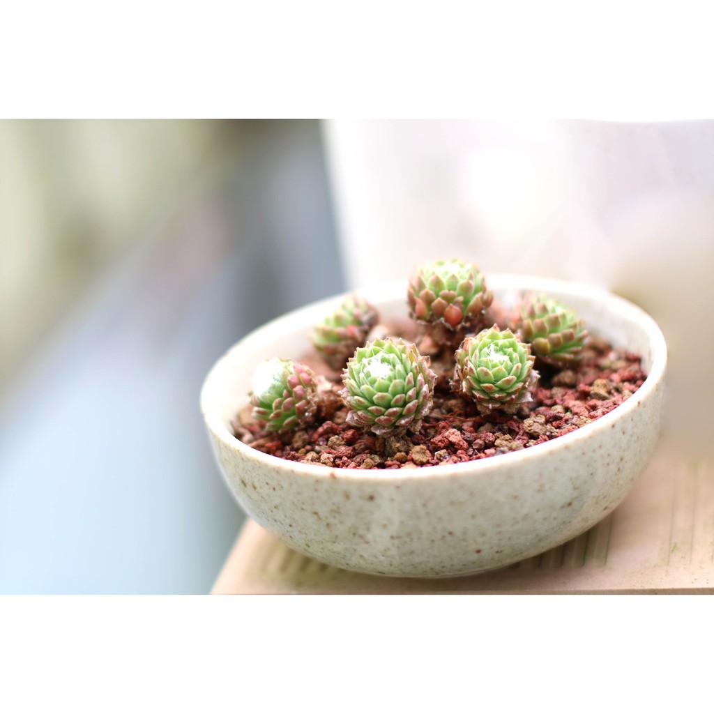 ĐÁ CẦU VÒNG/ Đá ngũ sắc - Đá khoáng rải mặt trộn giá thể trồng sen đá, xương rồng