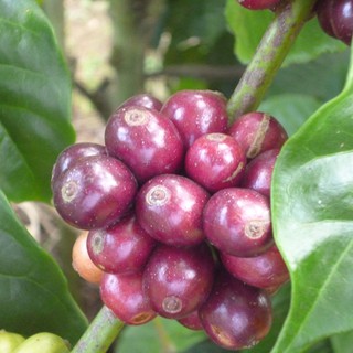 Cafe rang xay nguyên chất