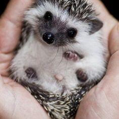 Vat dụng hamster, nhím kiểng, Cửa hàng trực tuyến | BigBuy360 - bigbuy360.vn