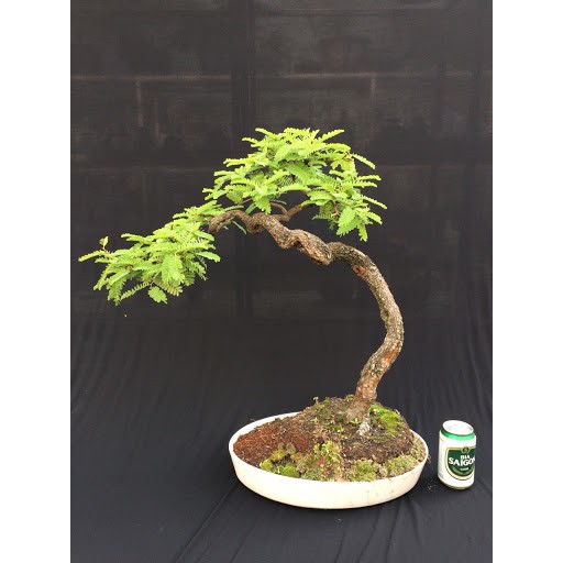 Hạt giống cây me kiểng ngọt bonsai