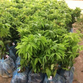 combo 2 Cây vải thiều