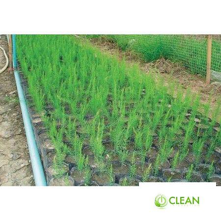 Gói 100 hạt giống măng tây xanh f1, nảy mầm 90%