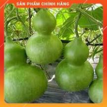 HẠT GIỐNG BẦU HỒ LÔ CAO SẢN GÓI 20 HẠT