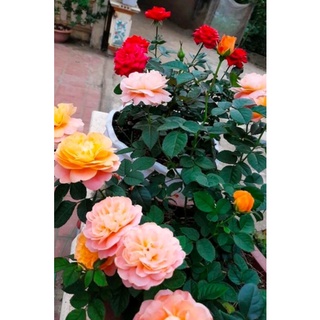 Hoa hồng ngoại gốc cây giống chuẩn