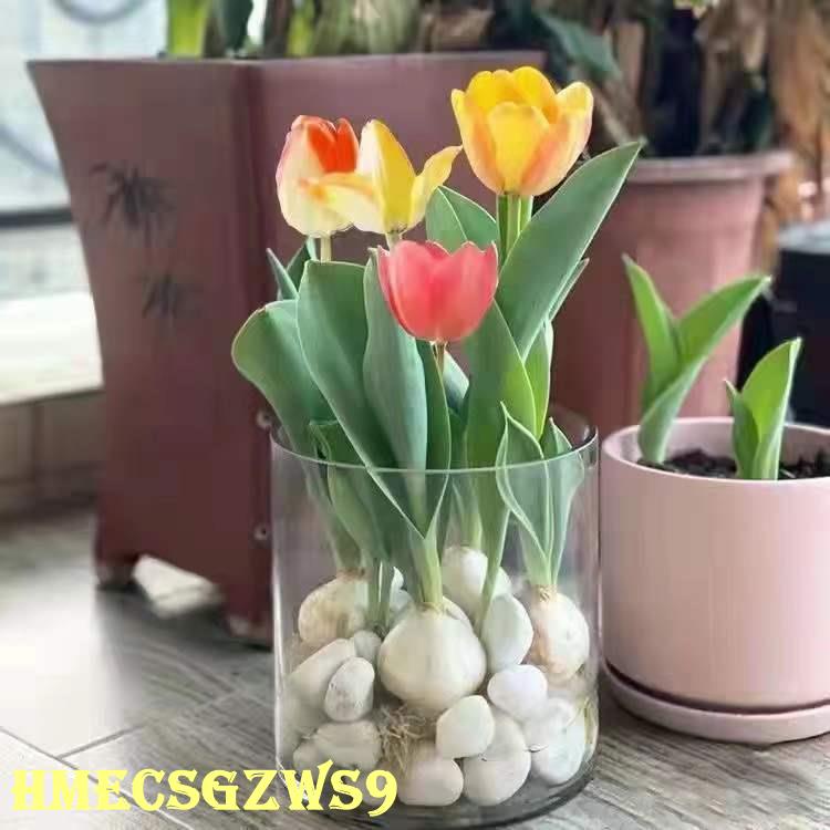 Hạt giống hoa tulip thủy canh hương thơm nồng nàn bốn mùa không thể tàn trong nhà hoa phòng khách 20h