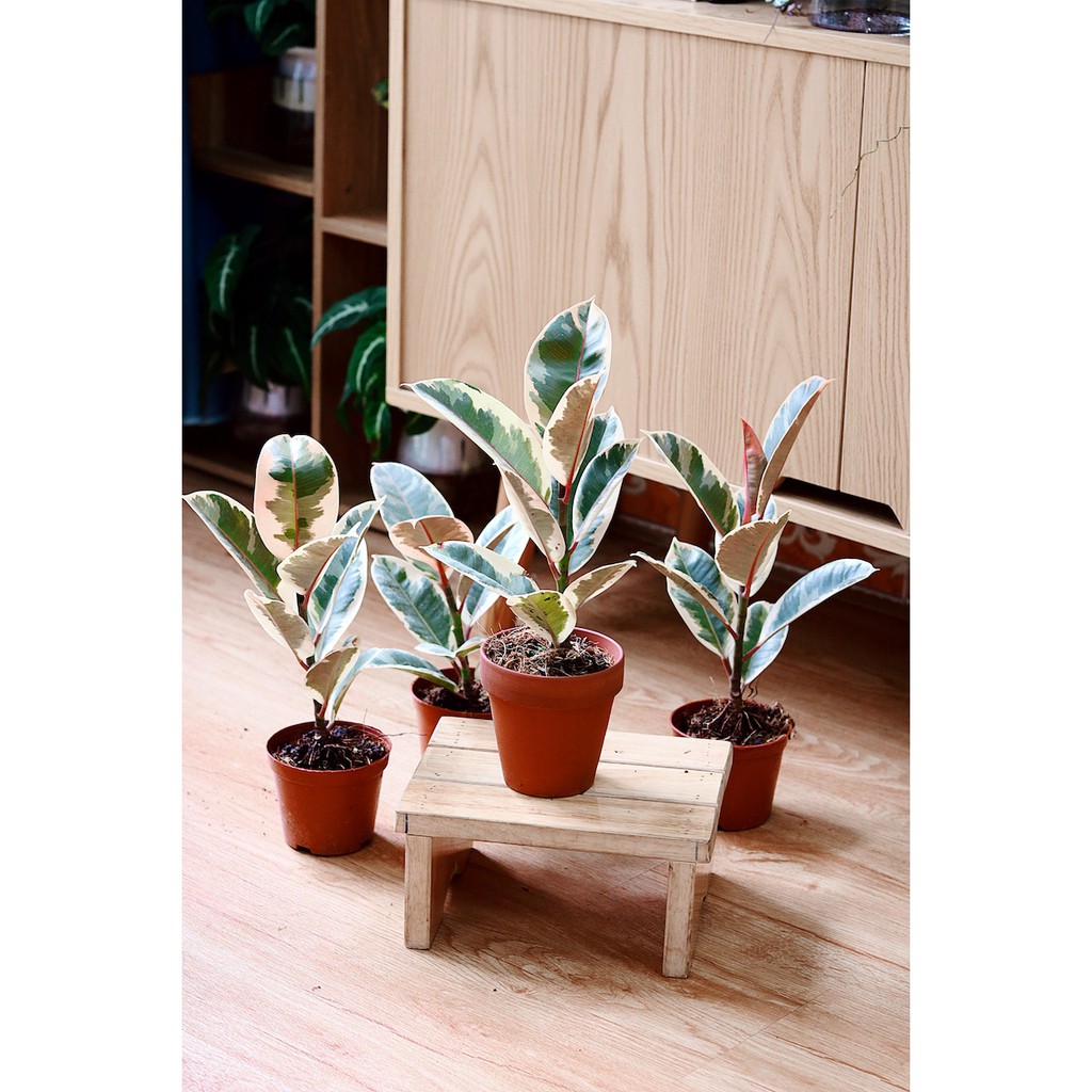 Cây Đa Cẩm Thạch Sô Cô La (Marble Rubber Tree, Ficus Elastica Tineke) &gt; 25cm