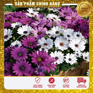 Hạt Giống Cúc Châu Phi Mix ( 20 hạt )