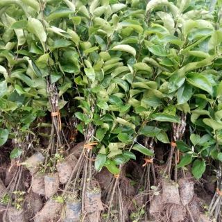 Cây giống lê đỏ