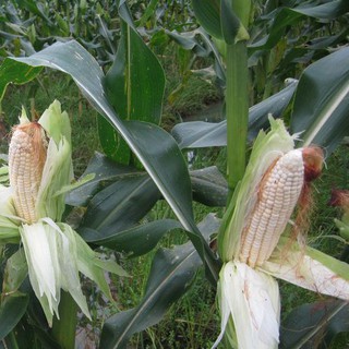 Hạt giống Ngô nếp (Bắp Nếp Nù) 50 gram