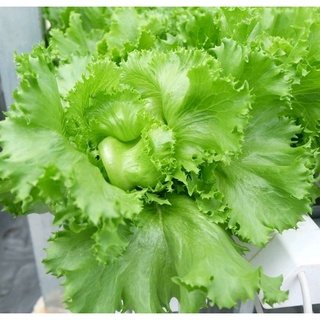 Hạt giống xà lách minetto 2g