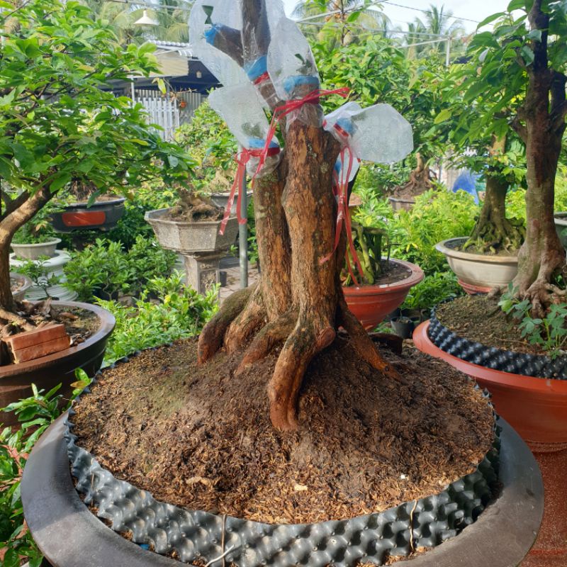 Siêu Lân - 19 - 49 -0 + TE - 500g