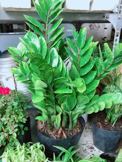 Kim tiền size lớn