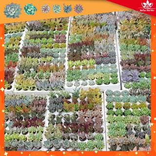 Sen đá mini ngẫu nhiên