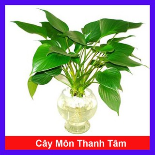 Cây Môn Thanh Tâm - Cây cảnh trong nhà