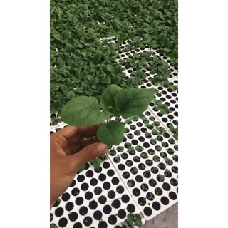 [Cây giống cấy mô] Combo 10 cây giống Hoa Đồng Tiền thân cao đủ màu