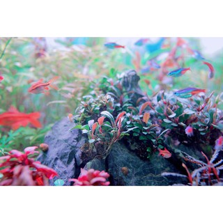 Cây thủy sinh Bucep MIX
