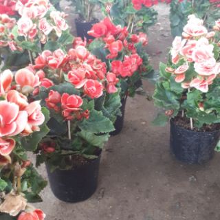 Chậu thu hải đường đà lạt