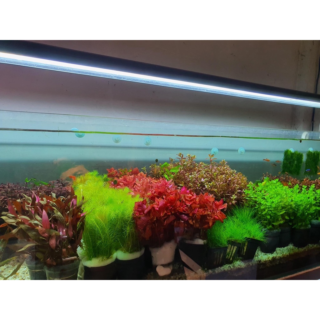 TIÊU THẢO PARVA MINI - TIÊU THẢO MŨI TÊN - CÂY THỦY SINH PRAVA TIỀN CẢNH TRẢI NỀN SIÊU ĐẸP-Cryptocoryne Parva