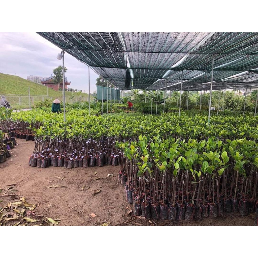 Cây mít hạt lép (mít không hạt)