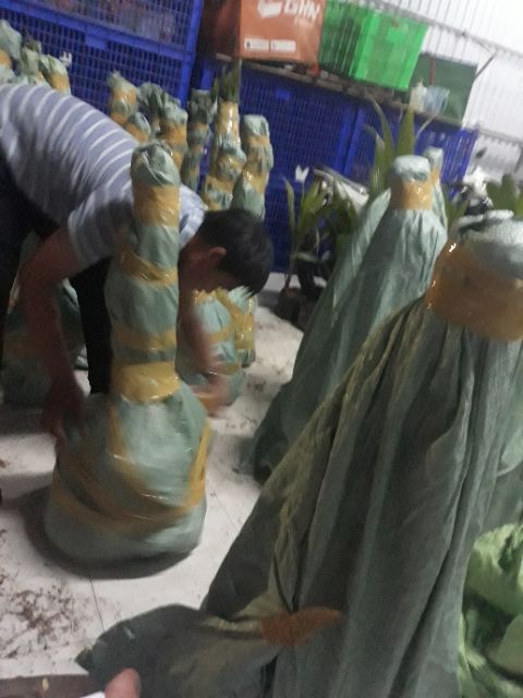 Cây dừa vàng