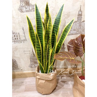 CÂY GIẢ - CÂY LƯỠI HỔ 70CM KÈM CHẬU