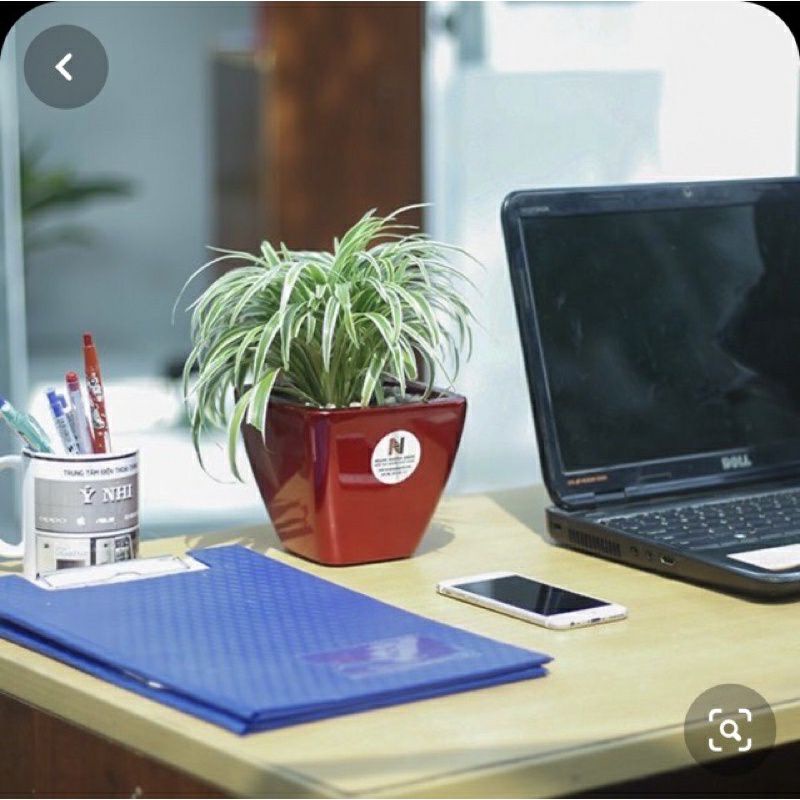 Cây Lan Chi  / Cây Mẫu Tử