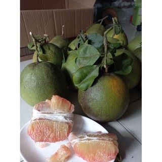 Combo 2 trái Bưởi Da Xanh Bến Tre (1kg~1,2kg/trái)