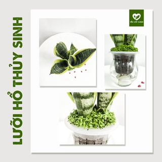 Cây Lưỡi Hổ Thuỷ Sinh Kèm Chậu Thủy Tinh Để Bàn dễ chăm sóc