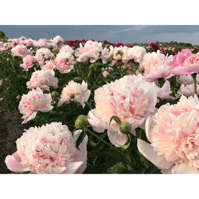 Hạt giống Hoa Mẫu Đơn Mix Cánh Kép - 10 hạt - nảy mầm 80%