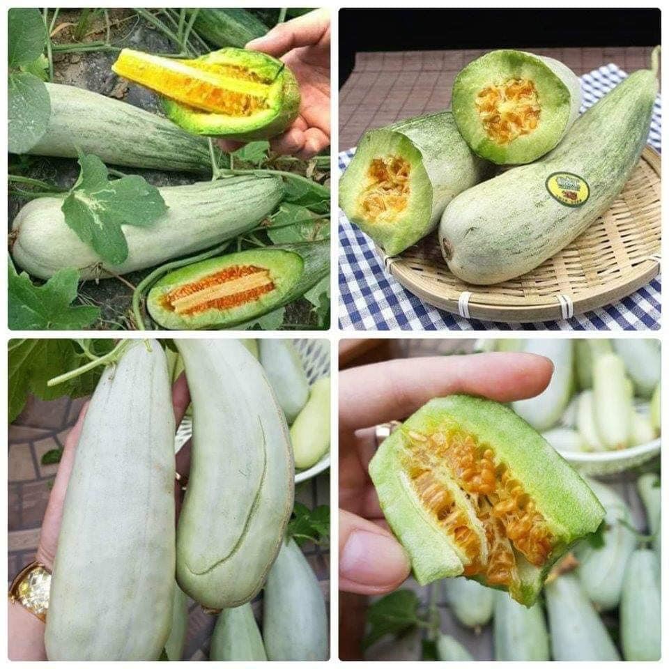 HẠT GIỐNG DƯA LÊ CHUỐI