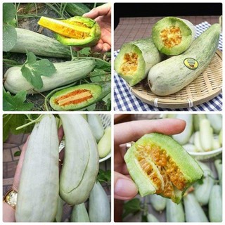 HẠT GIỐNG DƯA LÊ CHUỐI